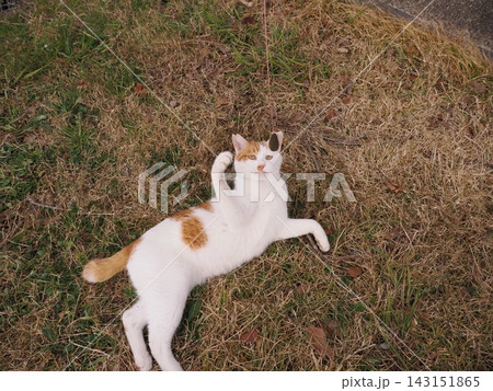 寝転ぶ猫 143151865
