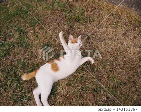 寝転ぶ猫 143151867