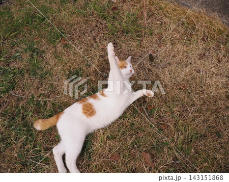 寝転ぶ猫 寝転ぶ猫 143151868