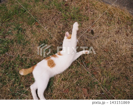 寝転ぶ猫 寝転ぶ猫 143151869