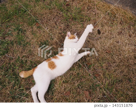 寝転ぶ猫 寝転ぶ猫 143151870