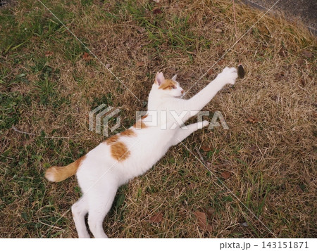 寝転ぶ猫 寝転ぶ猫 143151871