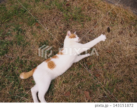 寝転ぶ猫 143151872