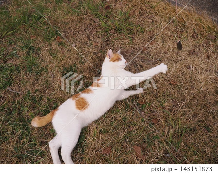 寝転ぶ猫 寝転ぶ猫 143151873
