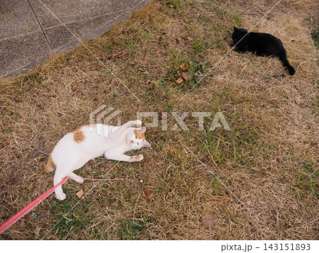 寝転ぶ猫 143151893