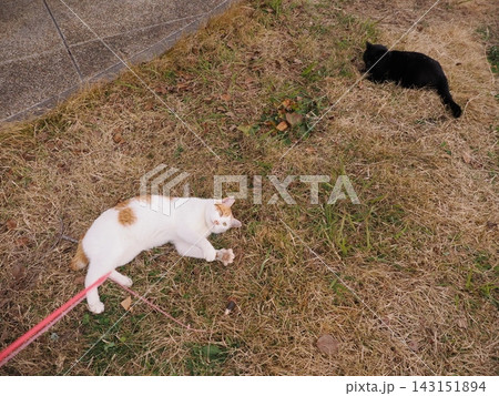 寝転ぶ猫 143151894