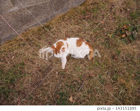 寝転ぶ猫 143151895