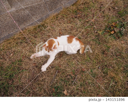 寝転ぶ猫 143151896