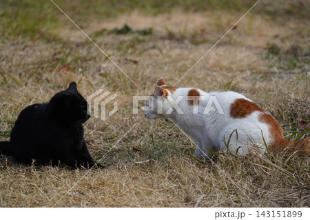 寝転ぶ猫 143151899