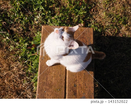 公園のベンチで遊ぶ猫 公園のベンチで遊ぶ猫 143152022