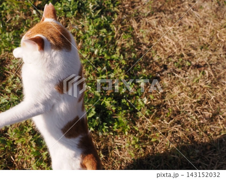 公園のベンチで遊ぶ猫 公園のベンチで遊ぶ猫 143152032