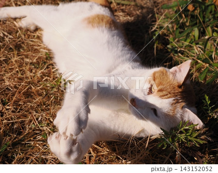公園のベンチで遊ぶ猫 公園のベンチで遊ぶ猫 143152052