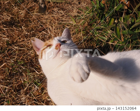 公園のベンチで遊ぶ猫 公園のベンチで遊ぶ猫 143152064