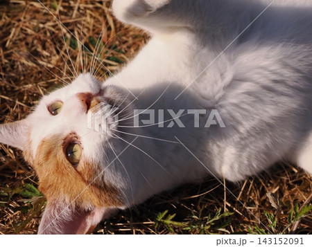 公園のベンチで遊ぶ猫 公園のベンチで遊ぶ猫 143152091