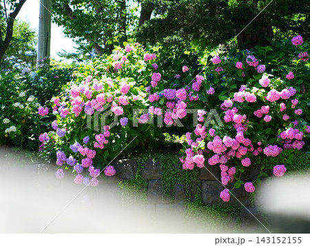 北海道の風景 有珠善光寺 紫陽花 北海道の風景 有珠善光寺 紫陽花 143152155
