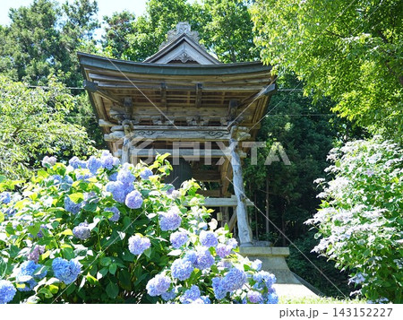 北海道の風景 有珠善光寺 紫陽花 北海道の風景 有珠善光寺 紫陽花 143152227