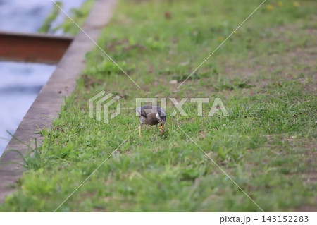 草原で採食中のムクドリ 草原で採食中のムクドリ 143152283