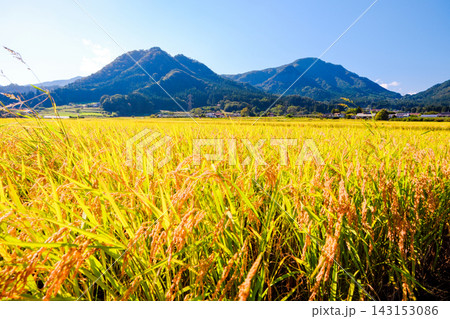 山と稔った稲穂 山と稔った稲穂 143153086