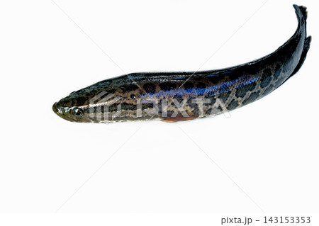 白バックで撮った雷魚 白バックで撮った雷魚 143153353