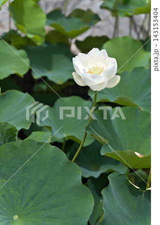 夏の池に咲く白い蓮の花 夏の池に咲く白い蓮の花 143153404