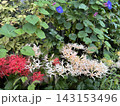 彼岸花と朝顔が咲く秋の花風景 143153496
