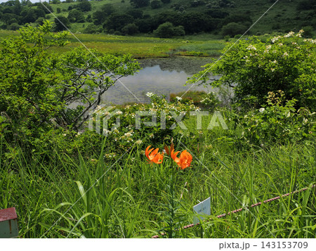 コオニユリ(小鬼百合)※撮影地:長野県・八島ヶ原湿原 コオニユリ(小鬼百合)※撮影地:長野県・八島ヶ原湿原 143153709
