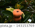 【秋の味覚】柿の果樹園 143153769