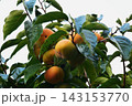 【秋の味覚】柿の果樹園 143153770