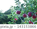 【秋の味覚】りんご 143153866