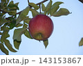 【秋の味覚】りんご 143153867