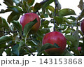 【秋の味覚】りんご 143153868