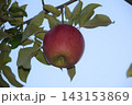 【秋の味覚】りんご 143153869