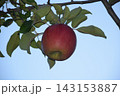 【秋の味覚】りんご 143153887