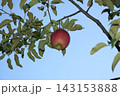 【秋の味覚】りんご 143153888