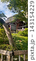 彼岸花と深大寺 143154229