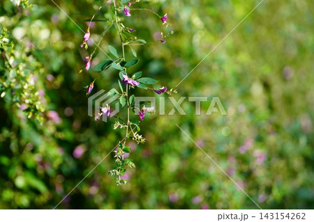 萩の花 萩の花 143154262