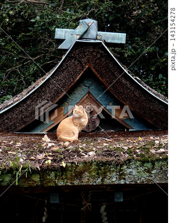 猫　金刀比羅宮　宗像神社　京都御所　 143154278