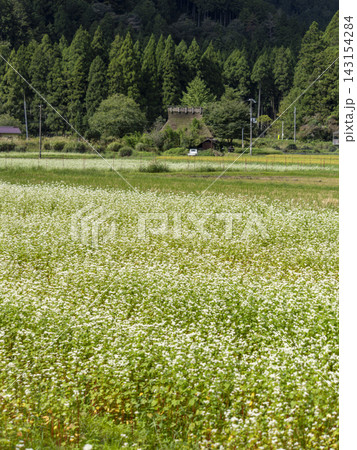 満開に咲く蕎麦の花と茅葺き屋根の古民家 満開に咲く蕎麦の花と茅葺き屋根の古民家 143154284