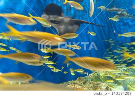 水族館の水槽を優雅に泳ぐエイの姿 143154298