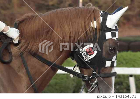 おしゃれした馬の眼差し おしゃれした馬の眼差し 143154373