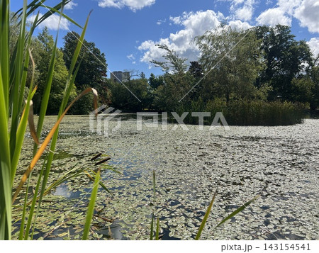 Scenic pond covered with water lily leaves in Arboretum Bolestraszyce near Przemysl Poland Scenic pond covered with water lily leaves in Arboretum Bolestraszyce near Przemysl Poland 143154541
