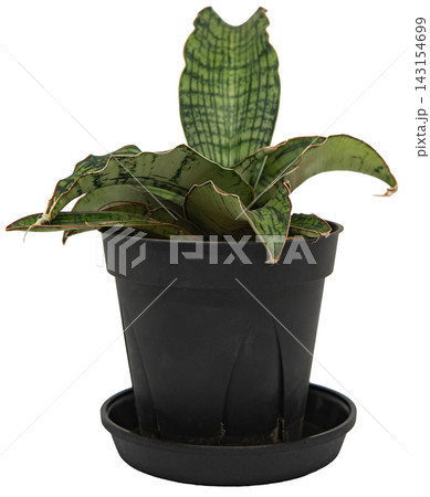 観葉植物 サンセベリア・キルキー・クレオパトラ 鉢植え 白背景 切り抜き 143154699