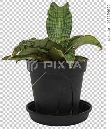 観葉植物 サンセベリア・キルキー・クレオパトラ 鉢植え 白背景 切り抜き 143154699