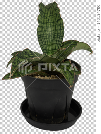 Potted variegated Sansevieria 'Kirkii' 'Cleopatra' (houseplant), white background, cutout. Potted variegated Sansevieria 'Kirkii' 'Cleopatra' (houseplant), white background, cutout. 143154700