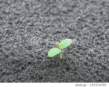砂浜に芽生えた小さな植物 砂浜に芽生えた小さな植物 143154704