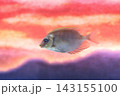 サンゴアイゴ 143155100