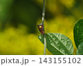 エサキモンキツノカメムシ 143155102
