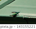 飛び立とうとするタマムシ 143155221