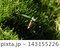 飛び立とうとするタマムシ 143155226