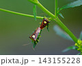 交尾するエサキモンキツノカメムシ 143155228
